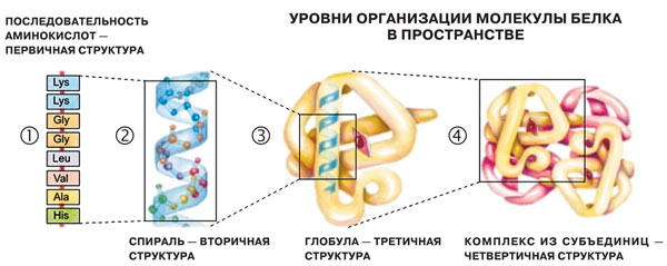 структуры белка