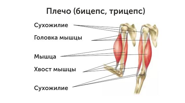 Мышцы плеча1