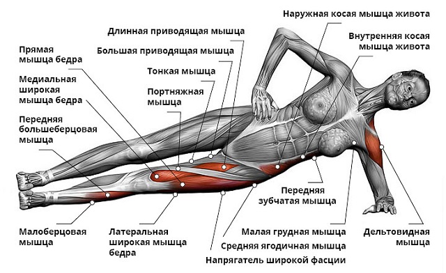 Мышцы задействованные при выполнении боковой планки